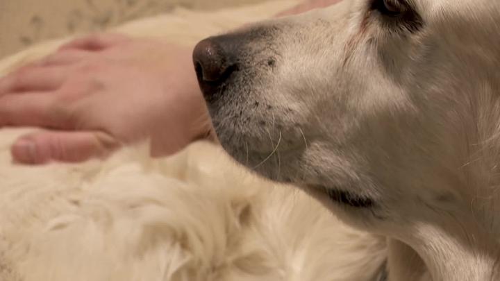 Thumbnail image for CCX News - North Memorial Therapy Dog