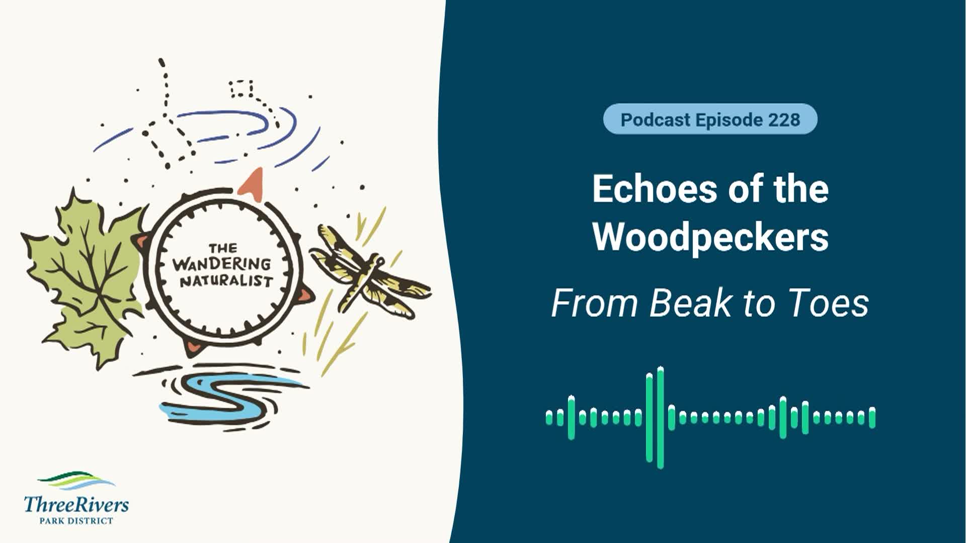 Thumbnail image for The Wandering Naturalist - Episode 228 Echoes of the Woodpeckers – From Beak to Toes