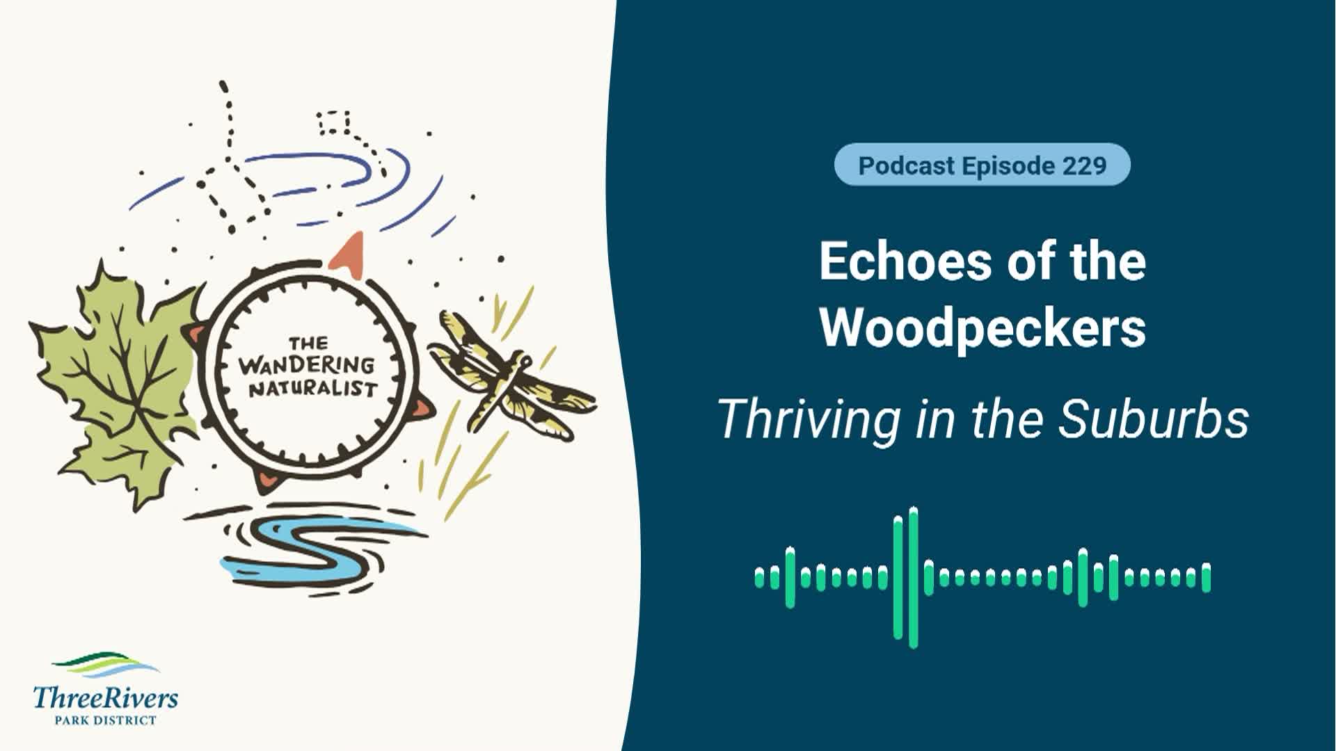 Thumbnail image for The Wandering Naturalist - Episode 229 Echoes of the Woodpeckers - Thriving in the Suburbs