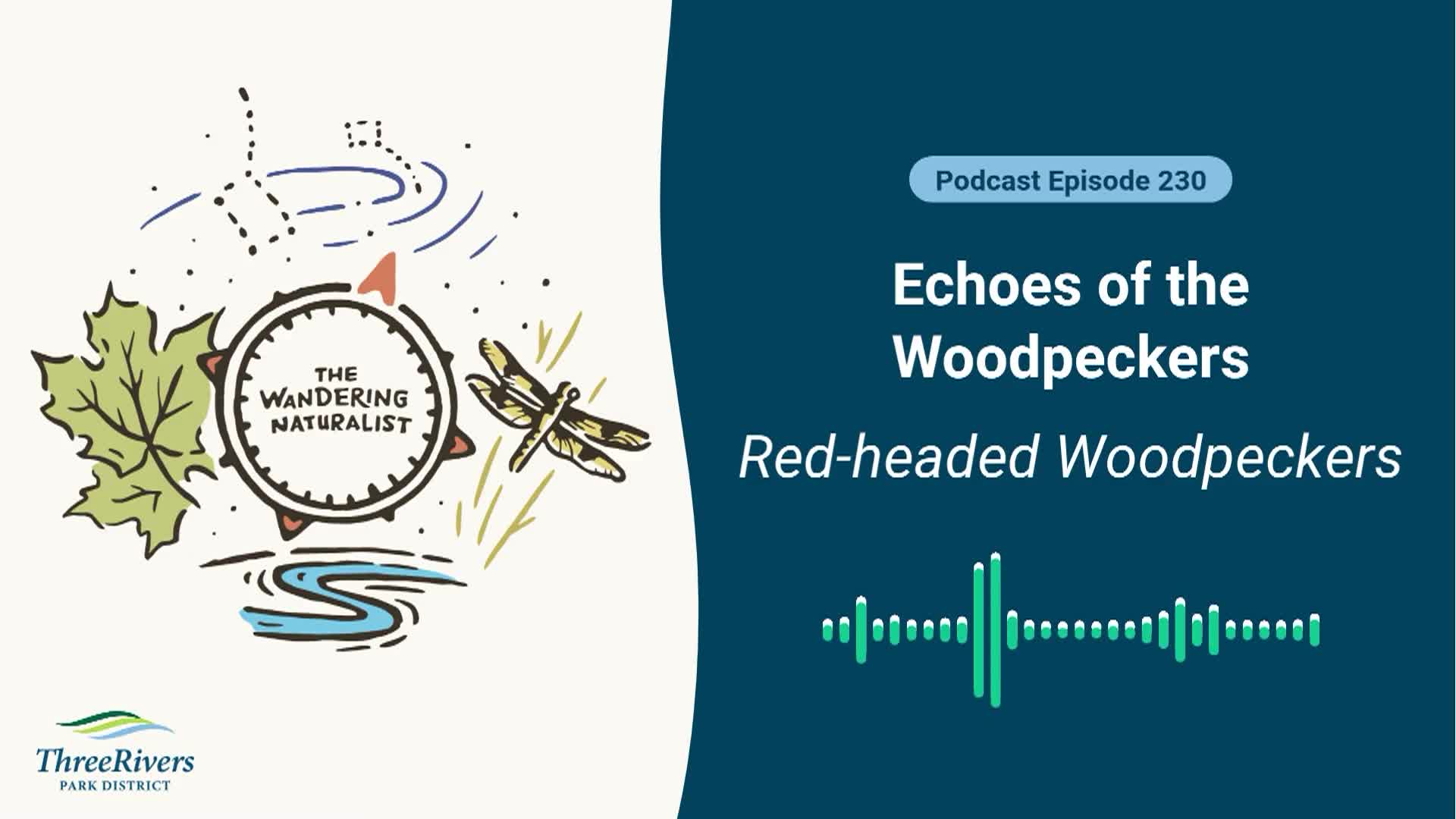 The Wandering Naturalist - Episode 230 Echoes of the Woodpeckers - Red-Headed Woodpeckers