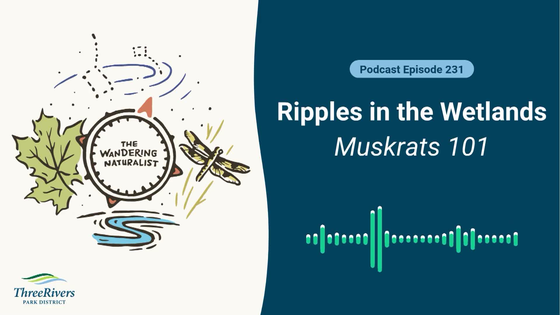 The Wandering Naturalist - Episode 231 Ripples in the Wetlands - Muskrats 101