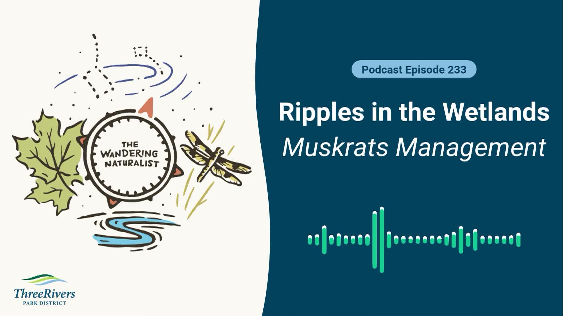 Thumbnail image for The Wandering Naturalist - Episode 233 Ripples in the Wetlands - Muskrats Management