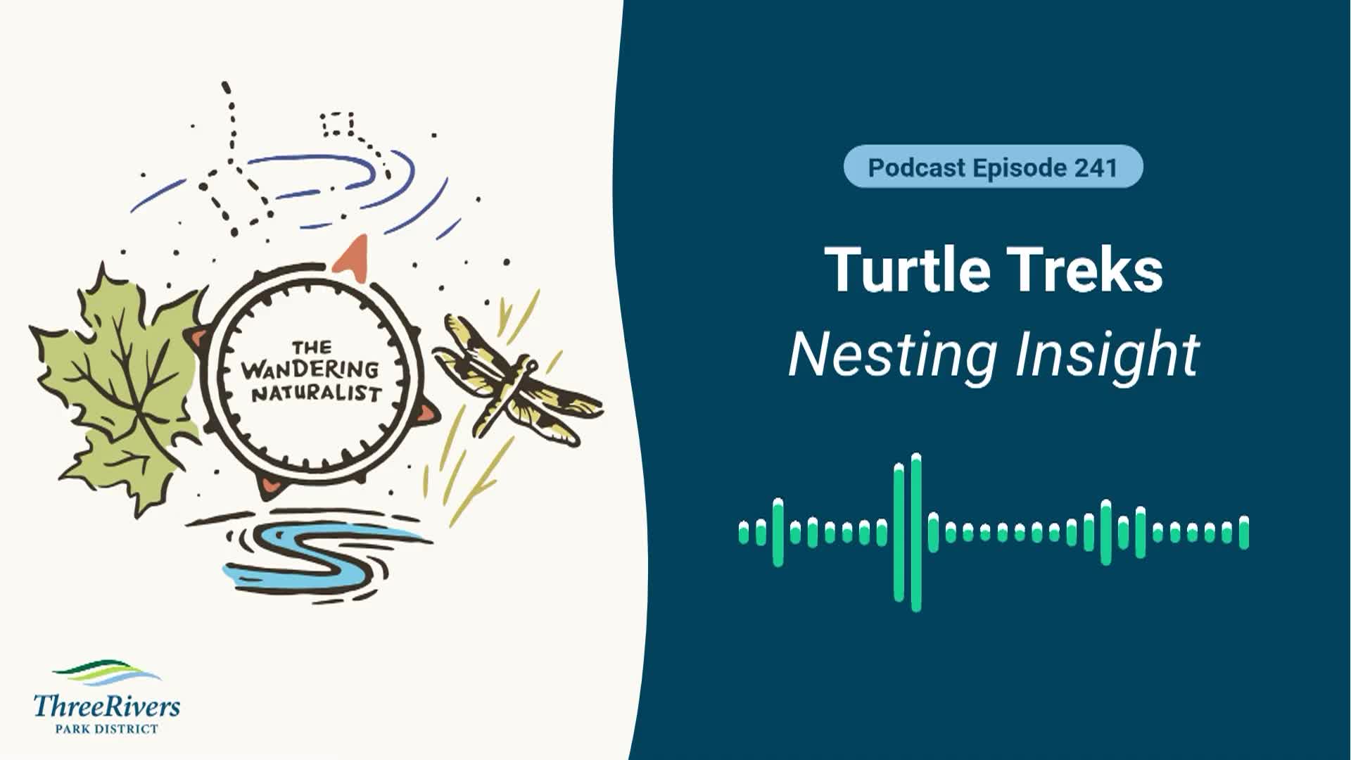 Thumbnail image for The Wandering Naturalist - Episode 241 Turtle Treks – Nesting Insight