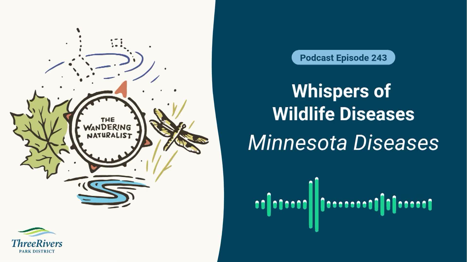 Thumbnail image for The Wandering Naturalist - Episode 243: Whispers of Wildlife Diseases - Minnesota Diseases