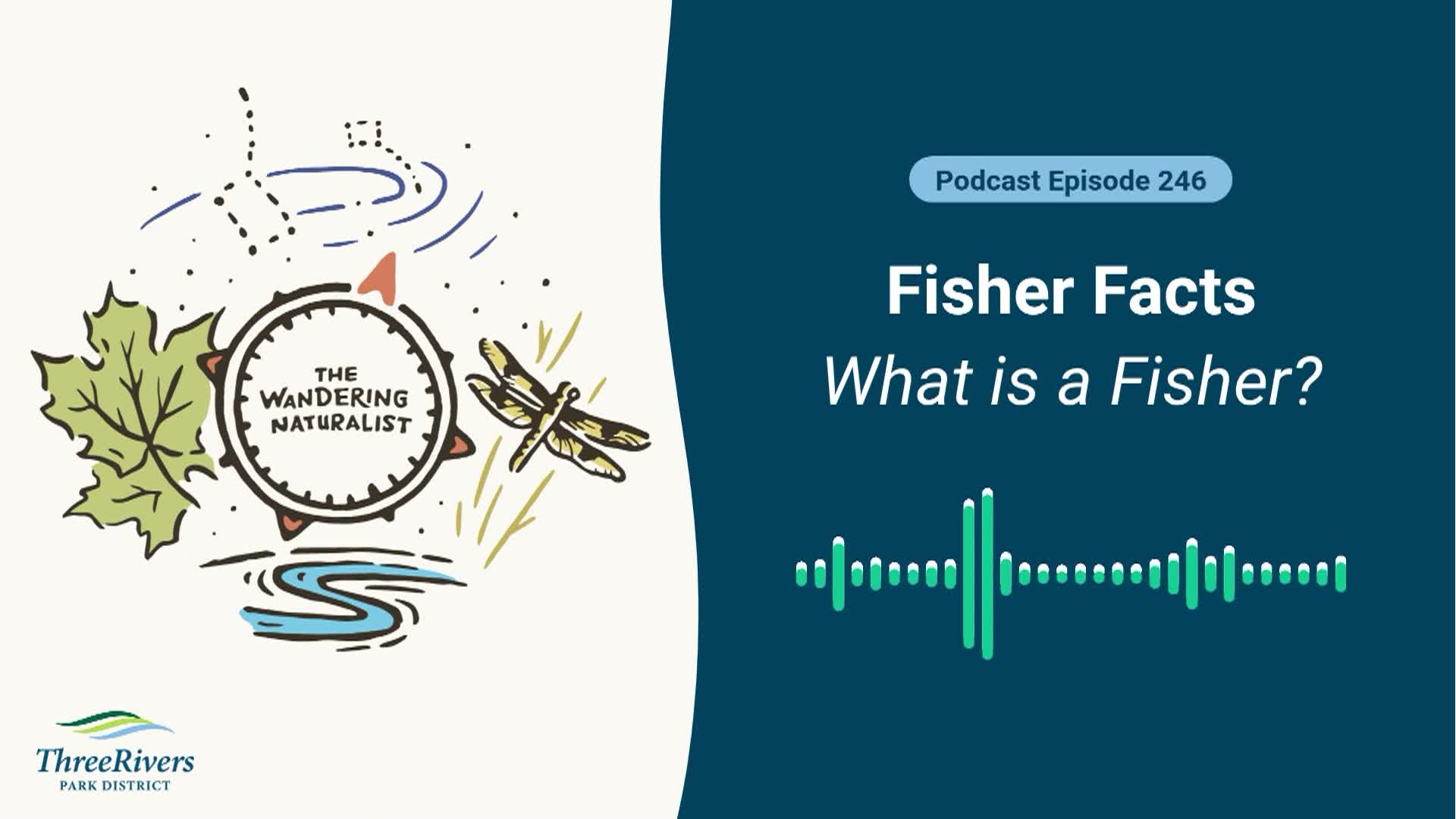 Thumbnail image for The Wandering Naturalist - Episode 246: Fisher Facts – What is a Fisher?