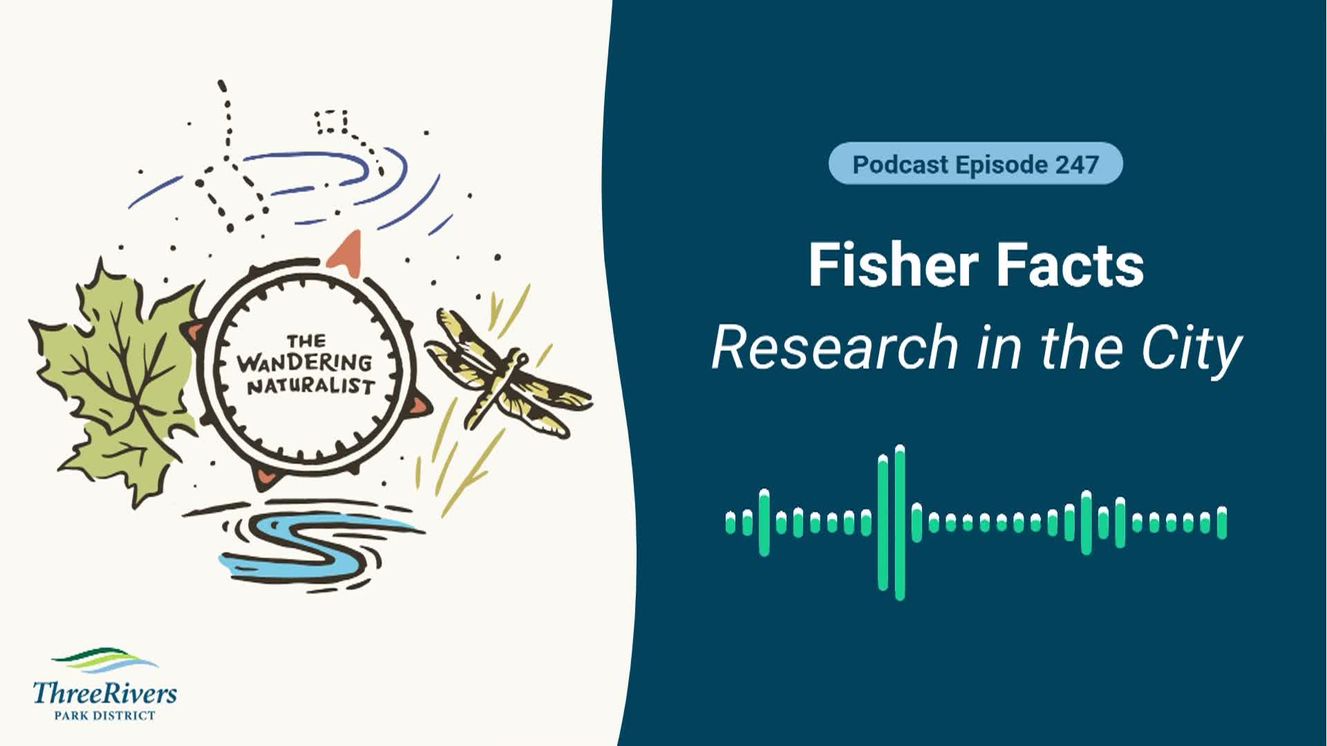 Thumbnail image for The Wandering Naturalist - Episode 247: Fisher Facts – Research in the City
