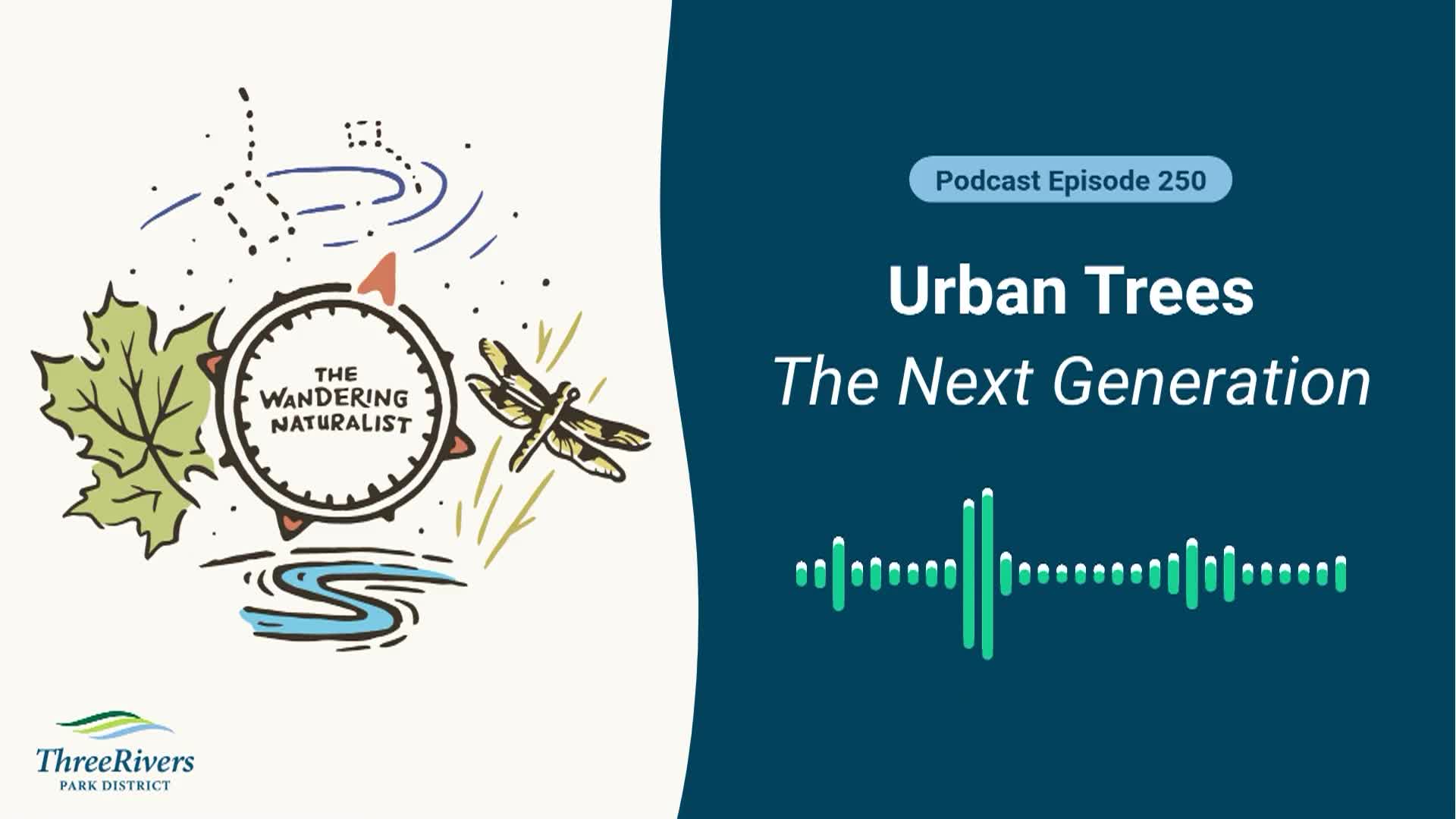 Thumbnail image for The Wandering Naturalist - Episode 250: Urban Trees - The Next Generation