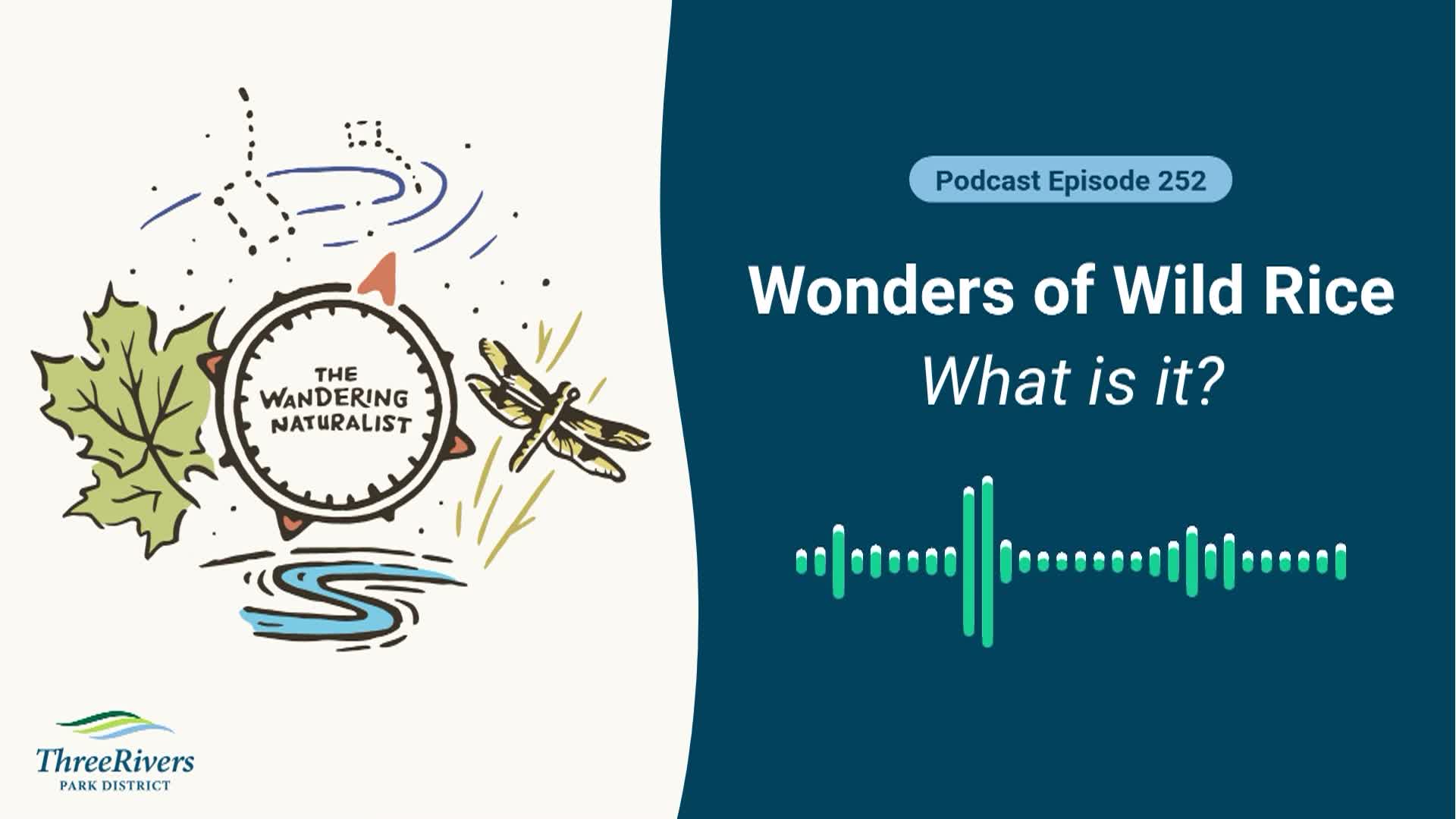 Thumbnail image for The Wandering Naturalist - Episode 252: Wonders of Wild Rice - What is it