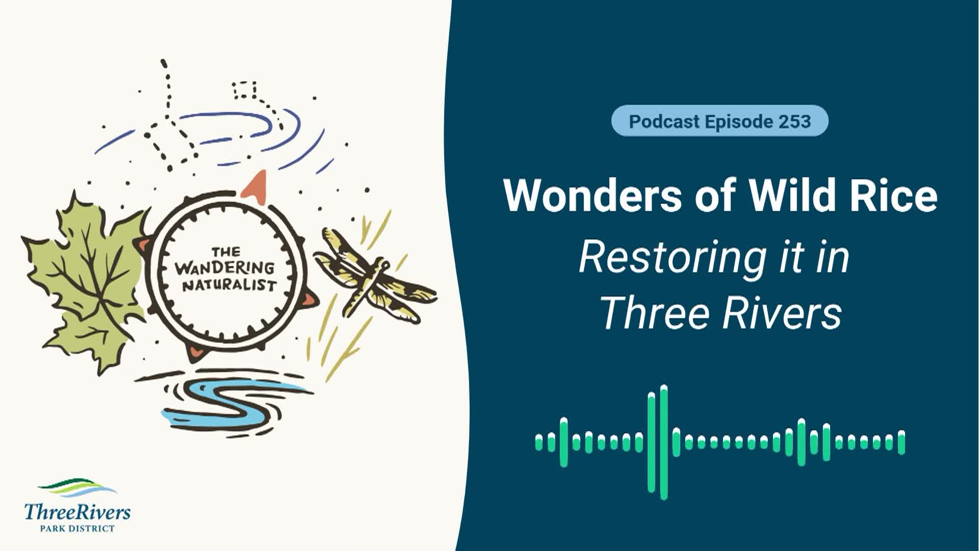 Thumbnail image for The Wandering Naturalist - Episode 253: Wonders of Wild Rice - Restoring it in Three Rivers