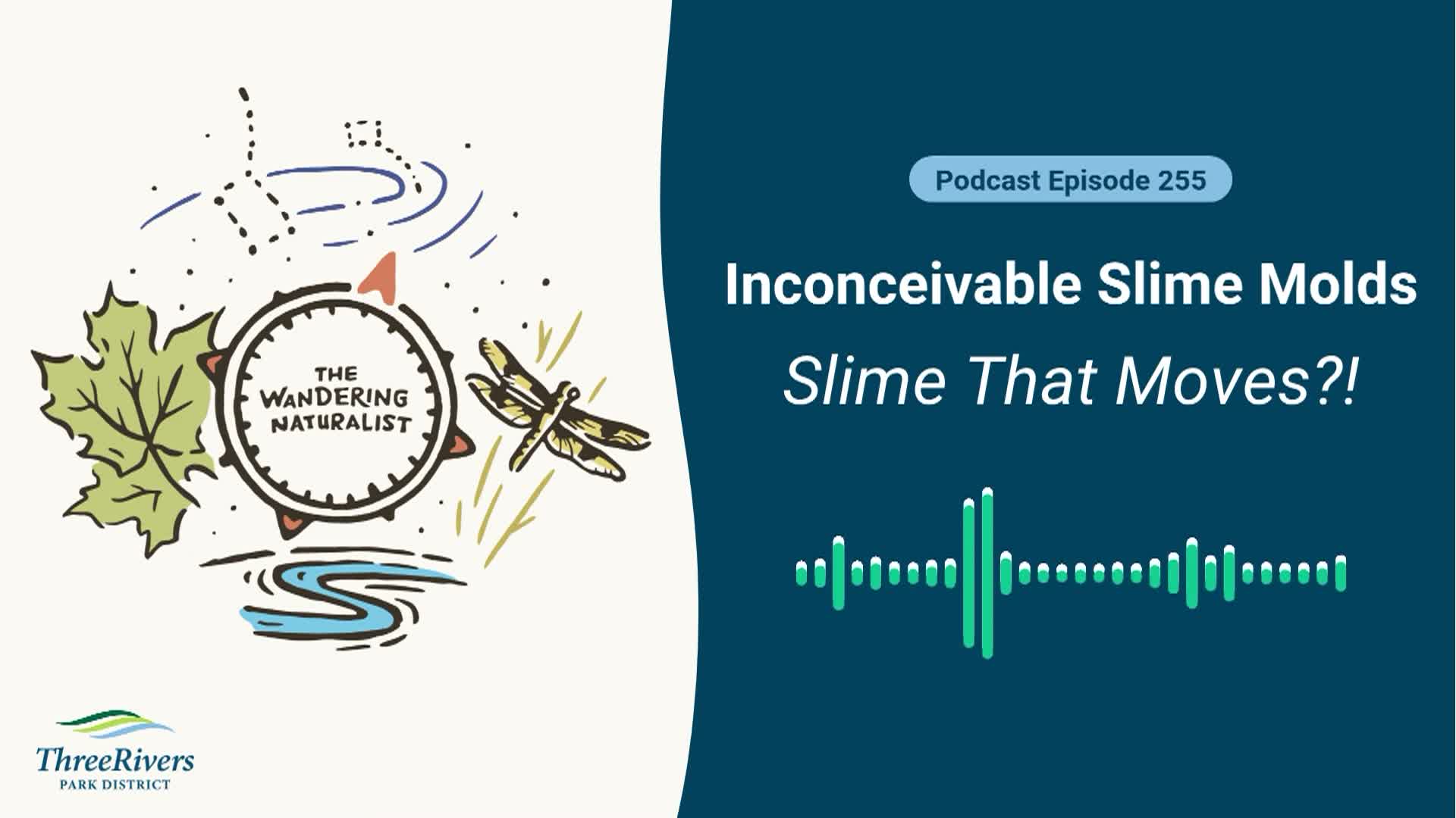 Thumbnail image for The Wandering Naturalist - Episode 255: Inconceivable Slime Molds - Slime that Moves