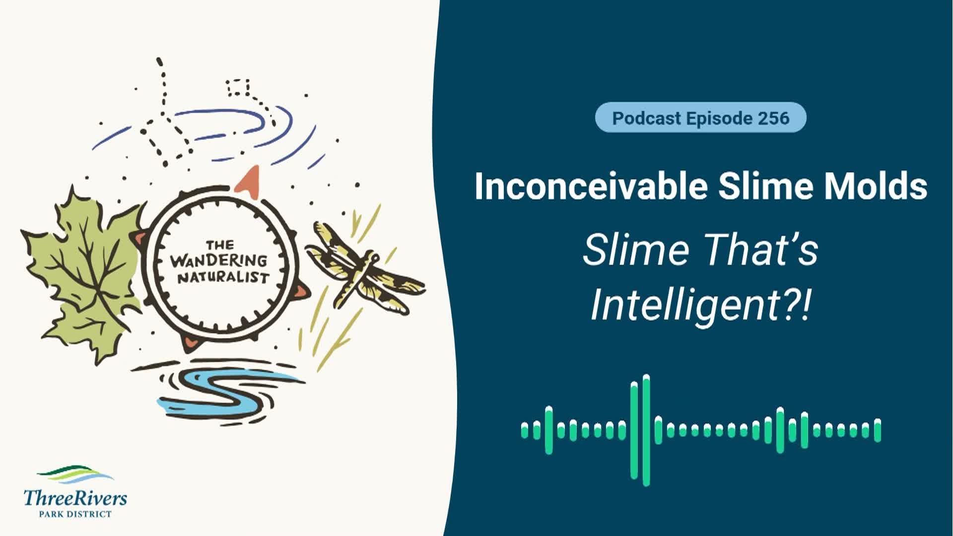 Thumbnail image for The Wandering Naturalist - Episode 256: Inconceivable Slime Molds - Slime thats Intelligent