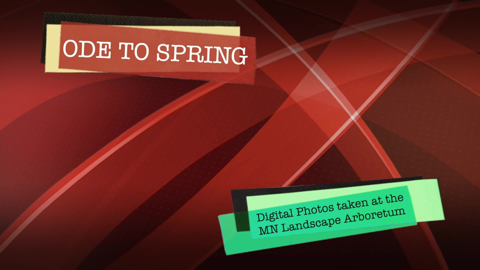 Thumbnail image for Merry's Eclectic Interests: Ode to Spring & Cherry Topped Cheese Cake