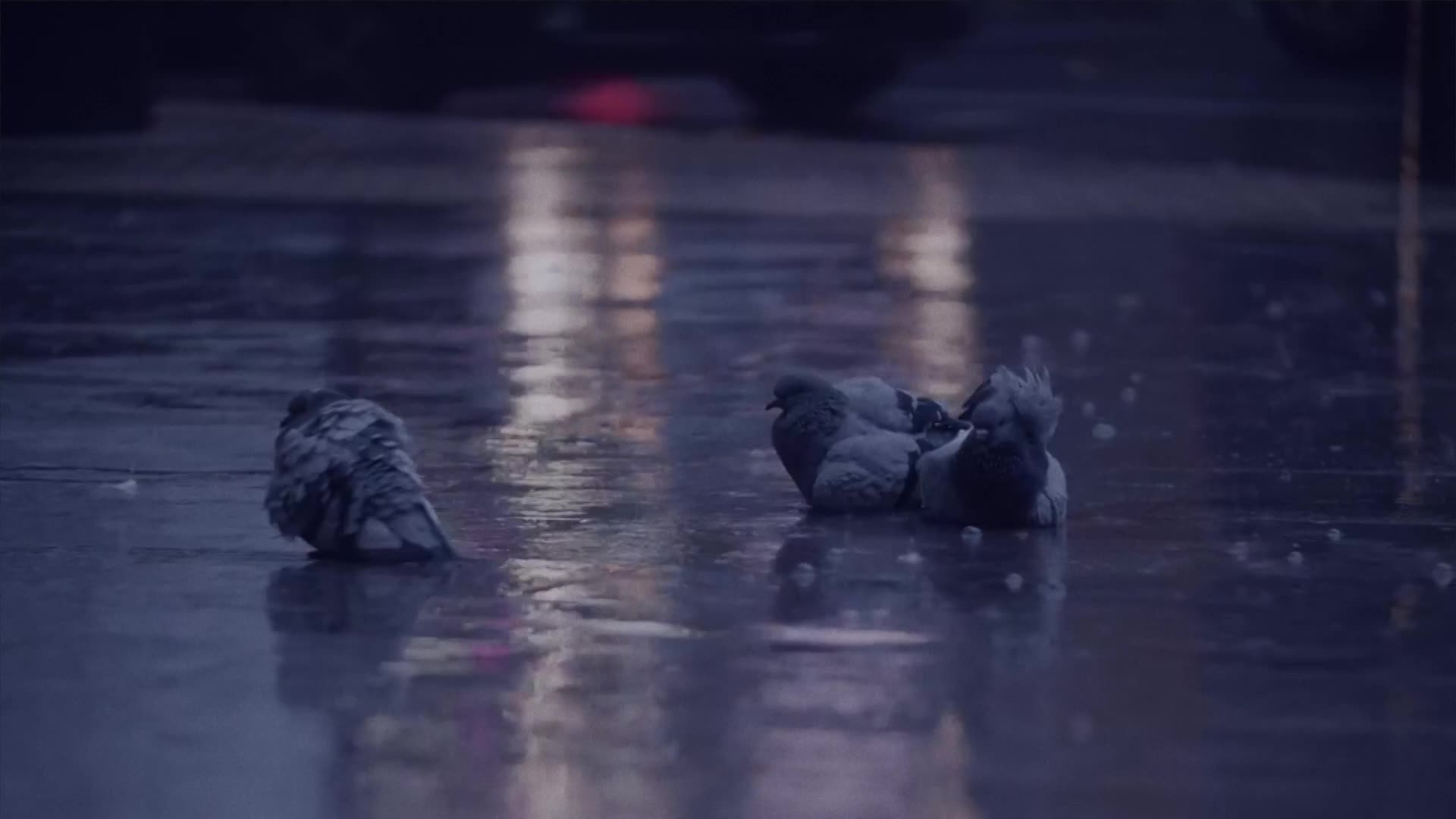 Wax Noir - Purple Eyes